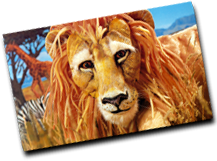 The Lion's Whiskers